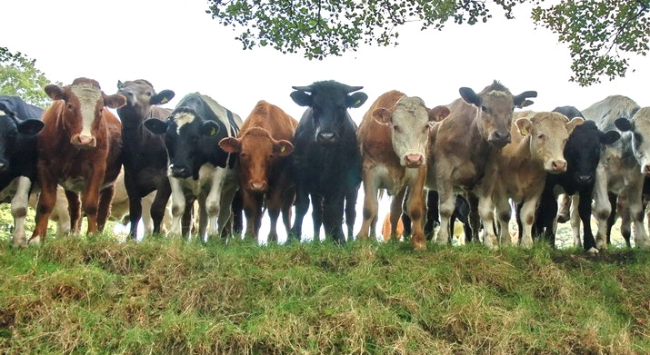Cows