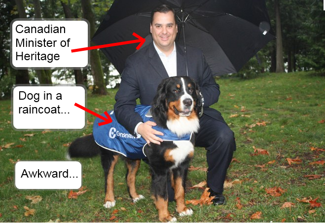 DogInARainCoat